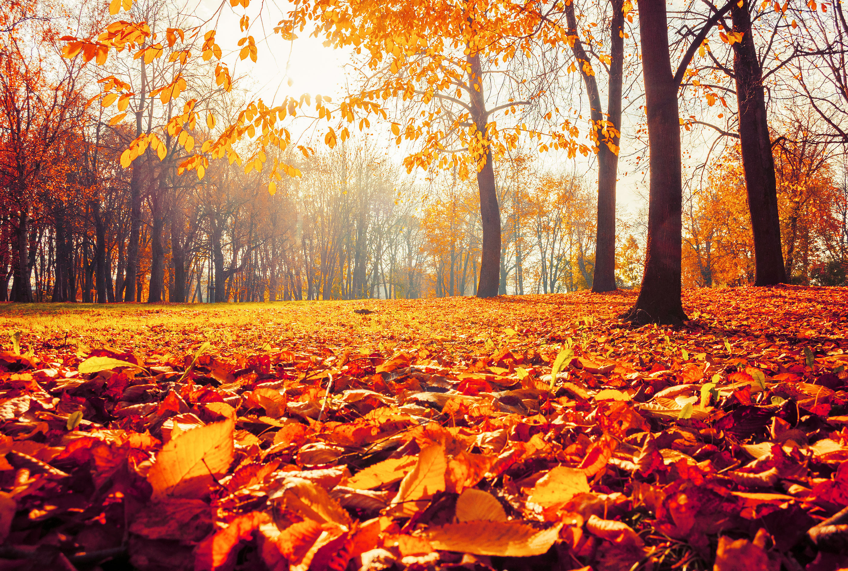 Did You Know These Facts About Fall?